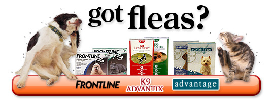Got Fleas?