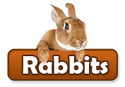 Rabbit Products