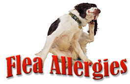 Flea Allergies
