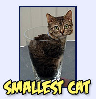 Smallest Cat