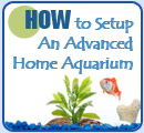How to setup an advanced home aquarium