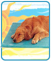 Canine Cooler Bed