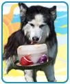 Premier Kool Dogz Ice Treat Maker 