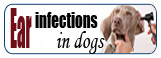 Ear Infections in Dogs