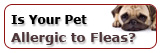 Is Your Pet Allergic to Fleas?