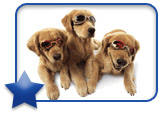 Doggles