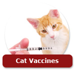 Cat Vaccines